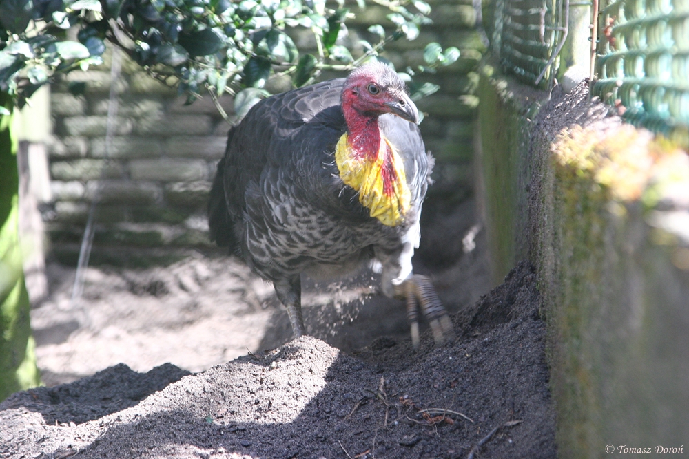 Australian brush-turkey (Alectura lathami)