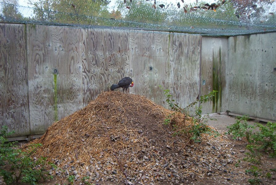 Australian Brush-turkey (Alectura lathami)