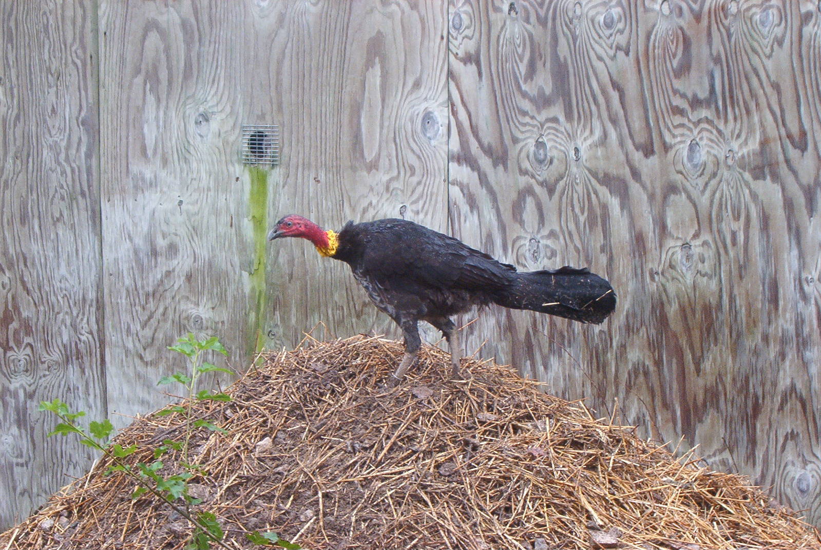 Australian Brush-turkey (Alectura lathami)