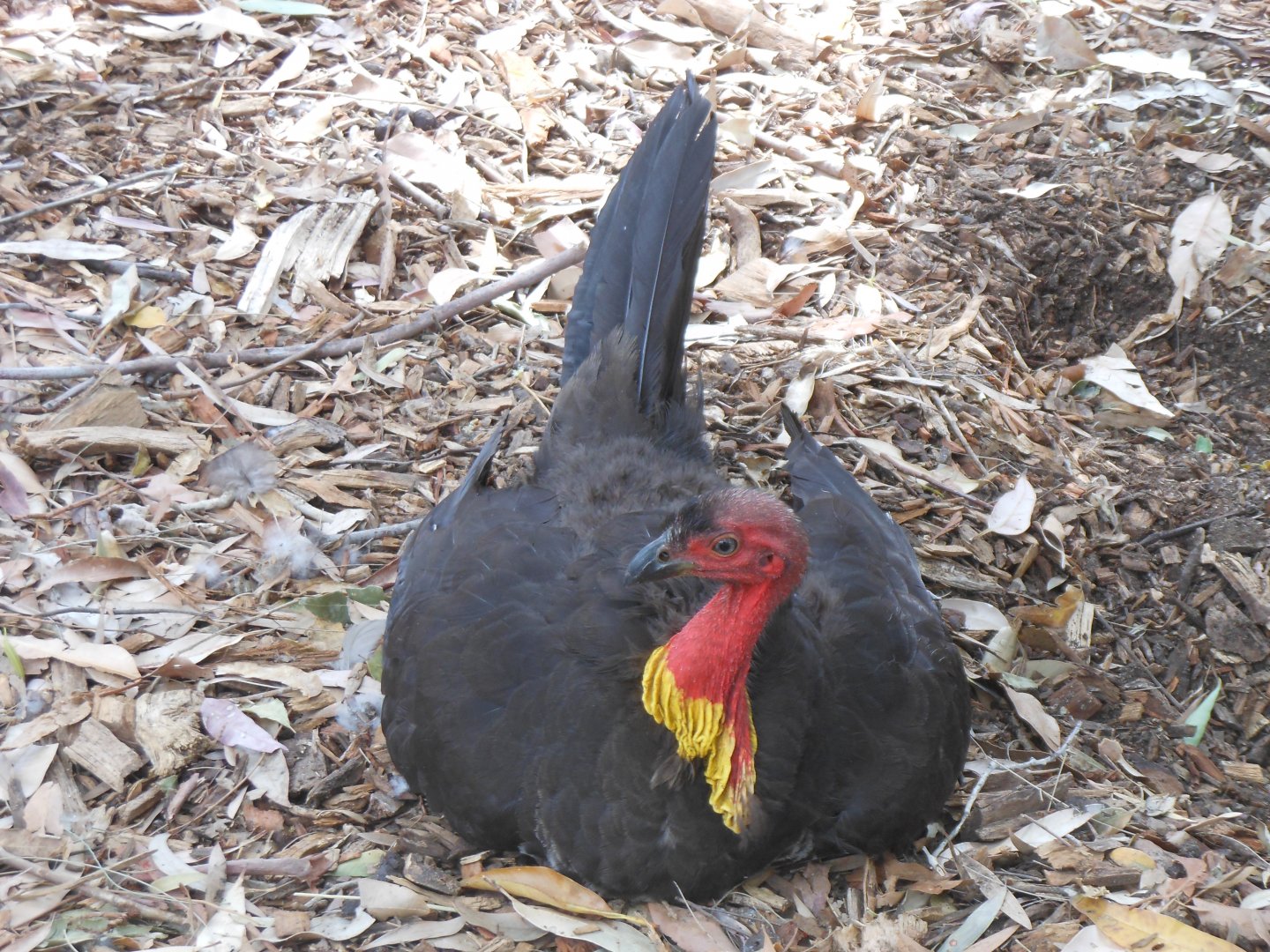 Australian Brush-turkey (Alectura lathami)