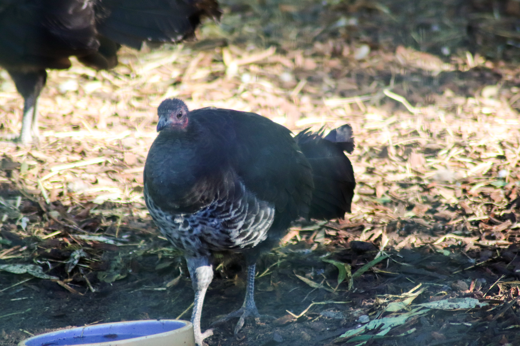 Australian Brush Turkey (Alectura lathami)