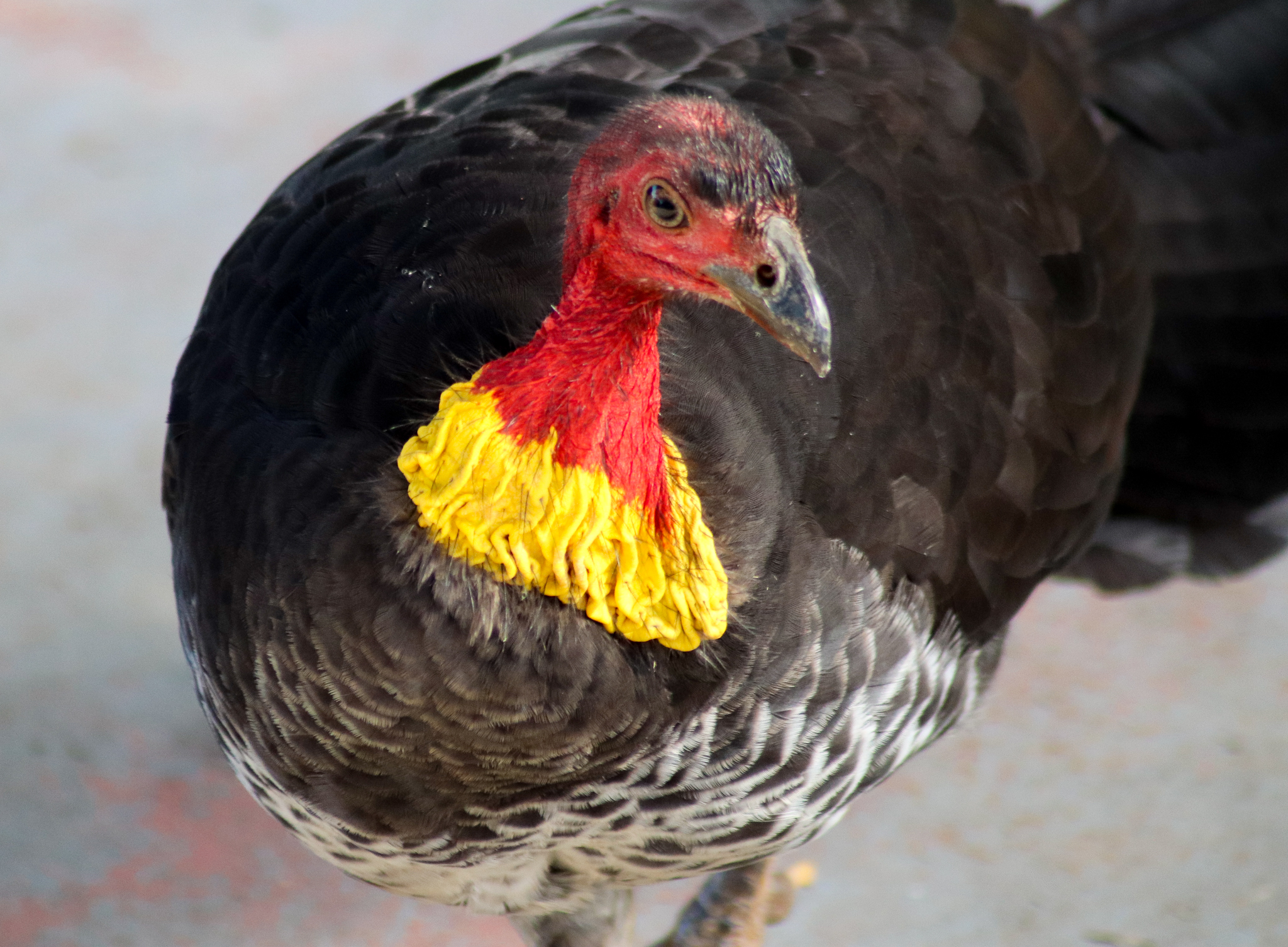 Australian Brush Turkey (Alectura lathami)