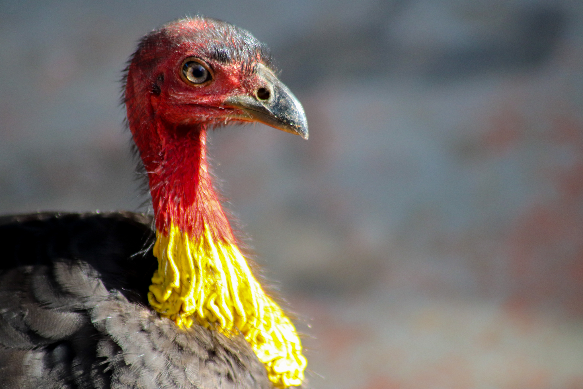 Australian Brush Turkey (Alectura lathami)