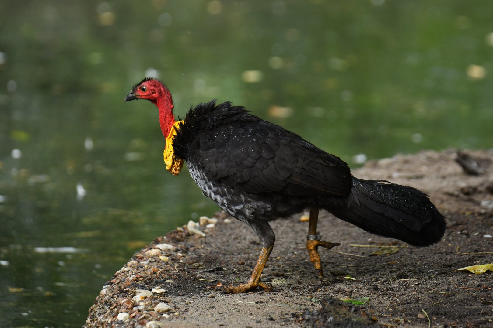 Australian brush-turkey (Alectura lathami)
