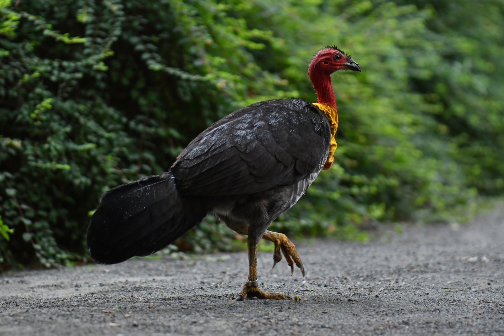 Australian brush-turkey (Alectura lathami)