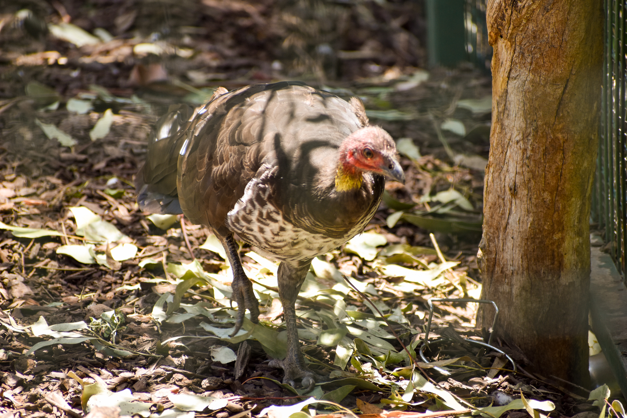 Australian brush-turkey  (Alectura lathami)