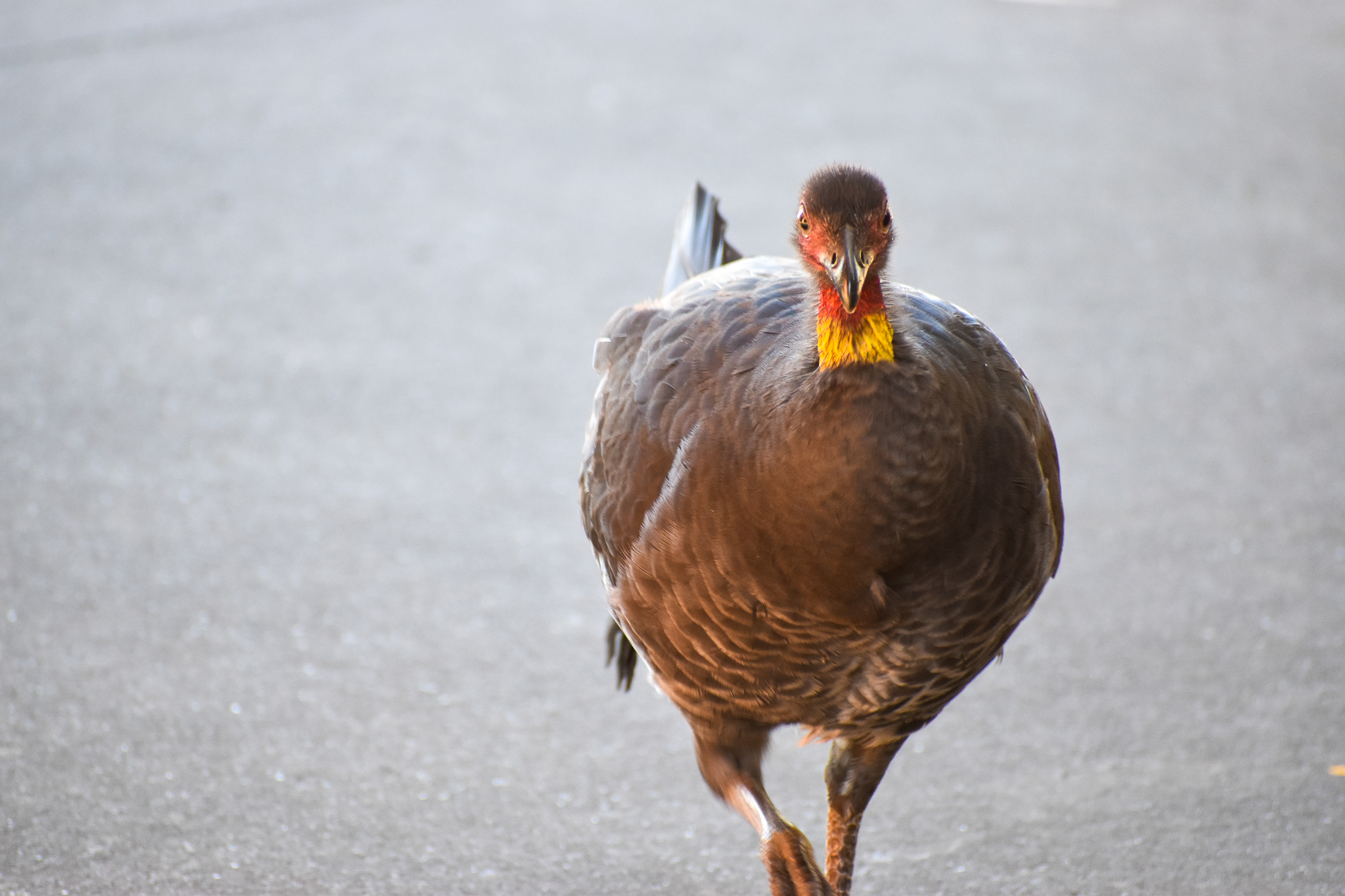 Australian Brush-Turkey (Alectura lathami)