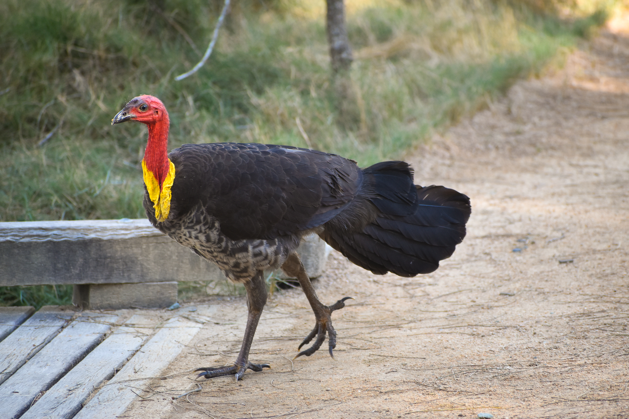 Australian Brush-turkey (Alectura lathami)