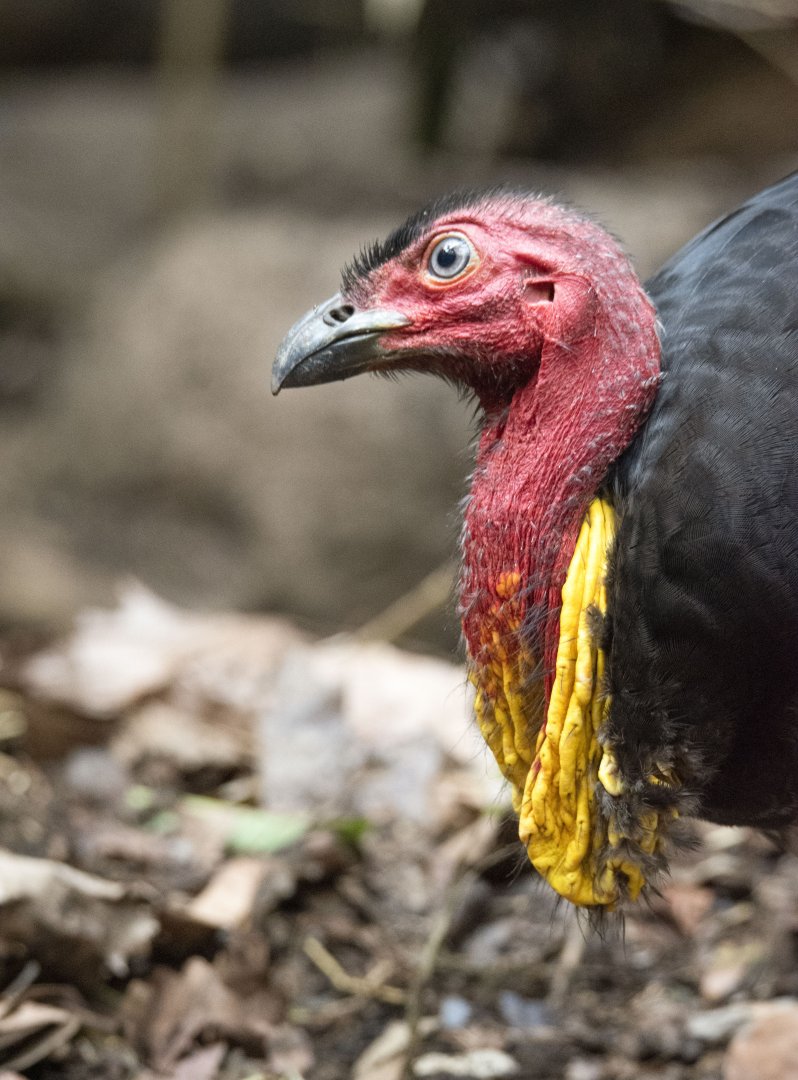 Australian brush-turkey (Alectura lathami)