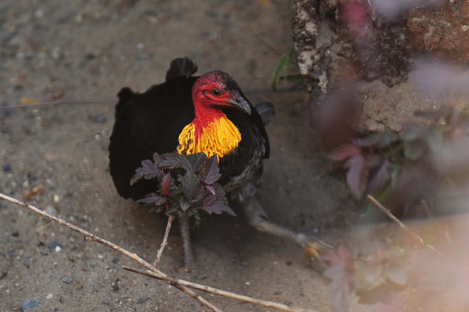 Australian Brush-turkey Alectura lathami
