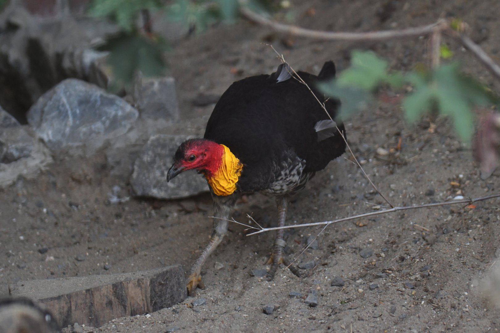 Australian Brush-turkey Alectura lathami