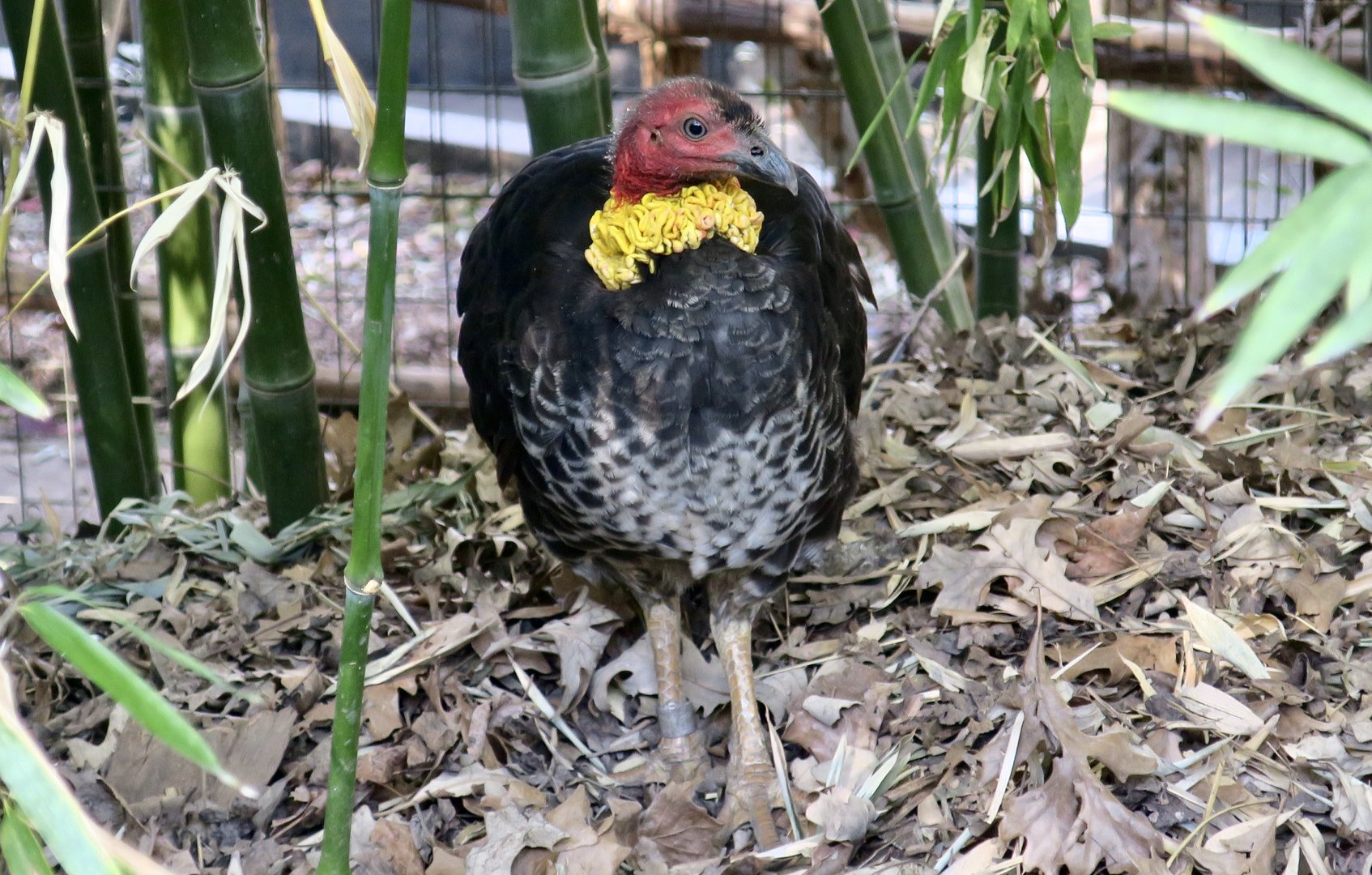 Australian Brush-Turkey (Alectura lathami)