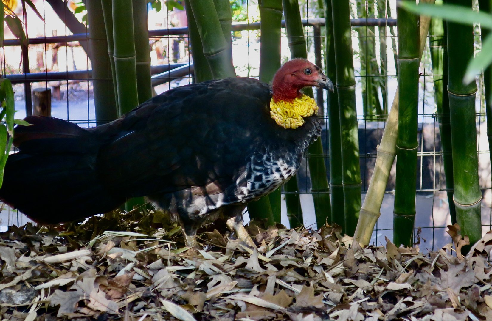 Australian Brush-Turkey (Alectura lathami)