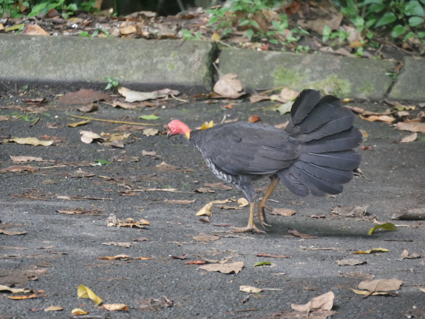 Australian Brush Turkey (Alectura lathami)