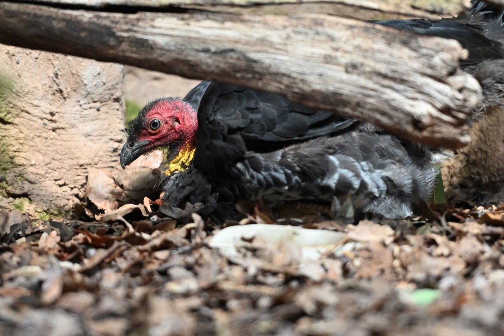 Australian brush-turkey Alectura lathami