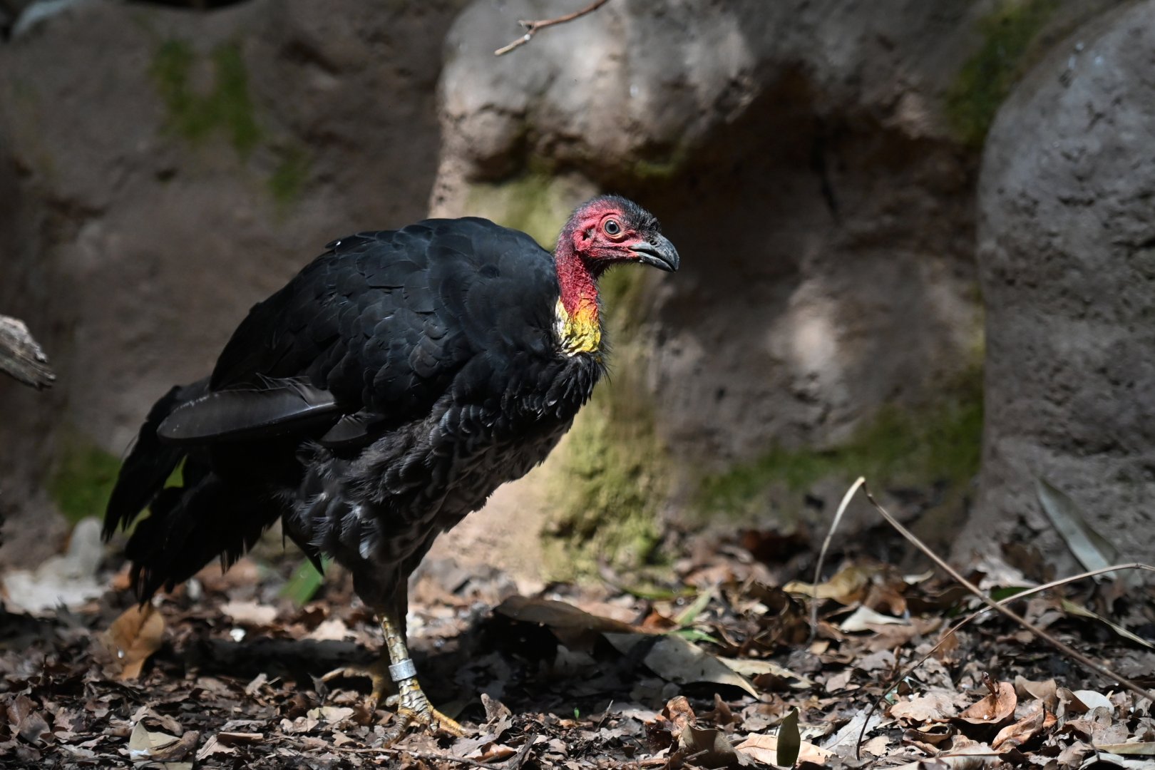 Australian brush-turkey Alectura lathami