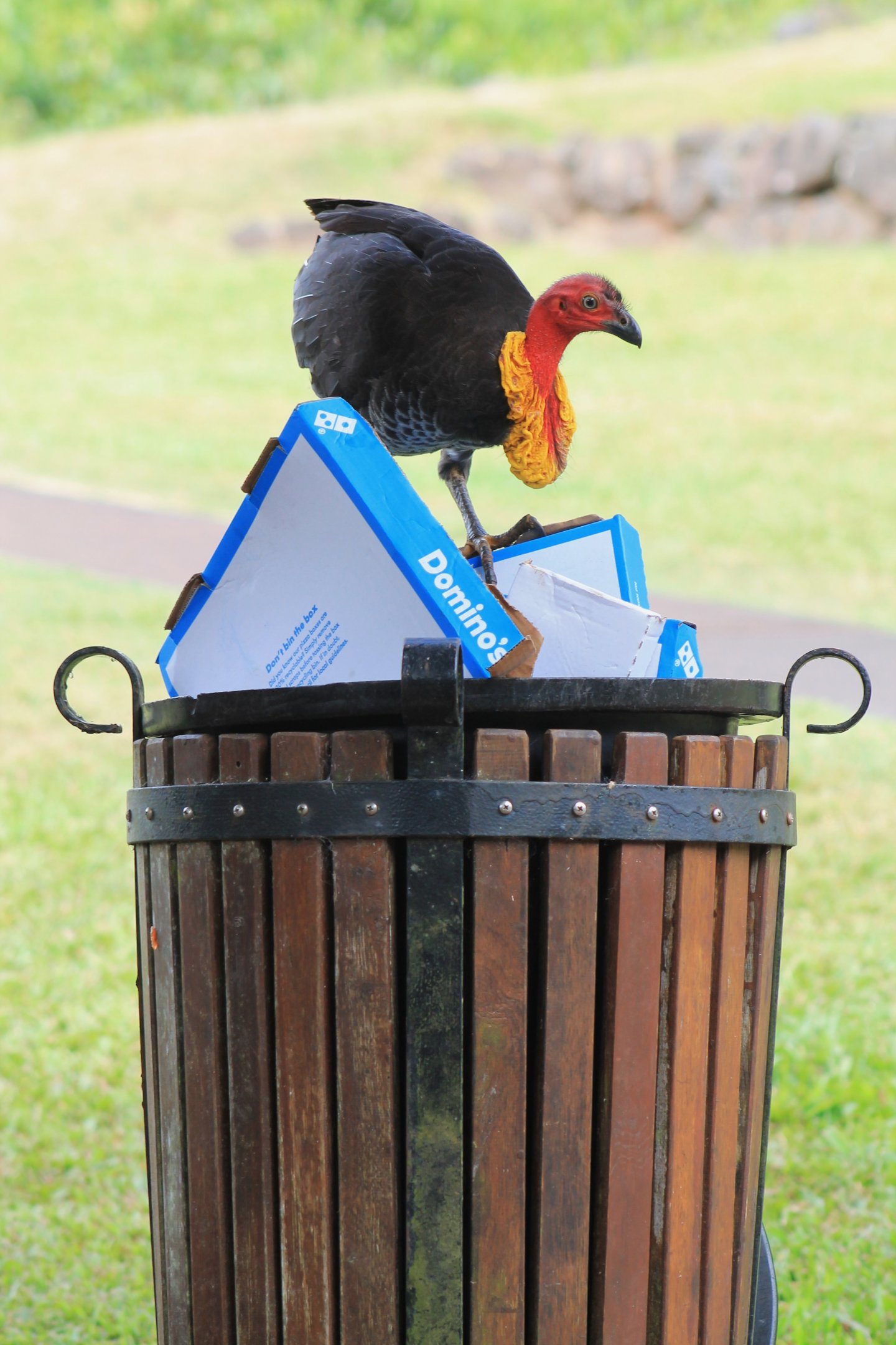 Australian Brush Turkey (Alectura lathami)