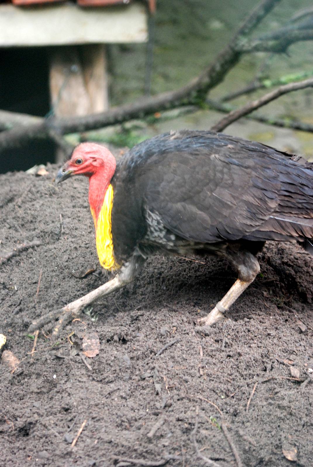 Australian Brush-Turkey at Avifauna, 04/06/12