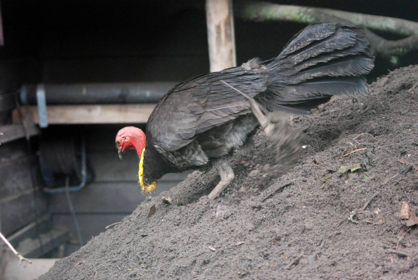 Australian Brush-Turkey at Avifauna, 04/06/12
