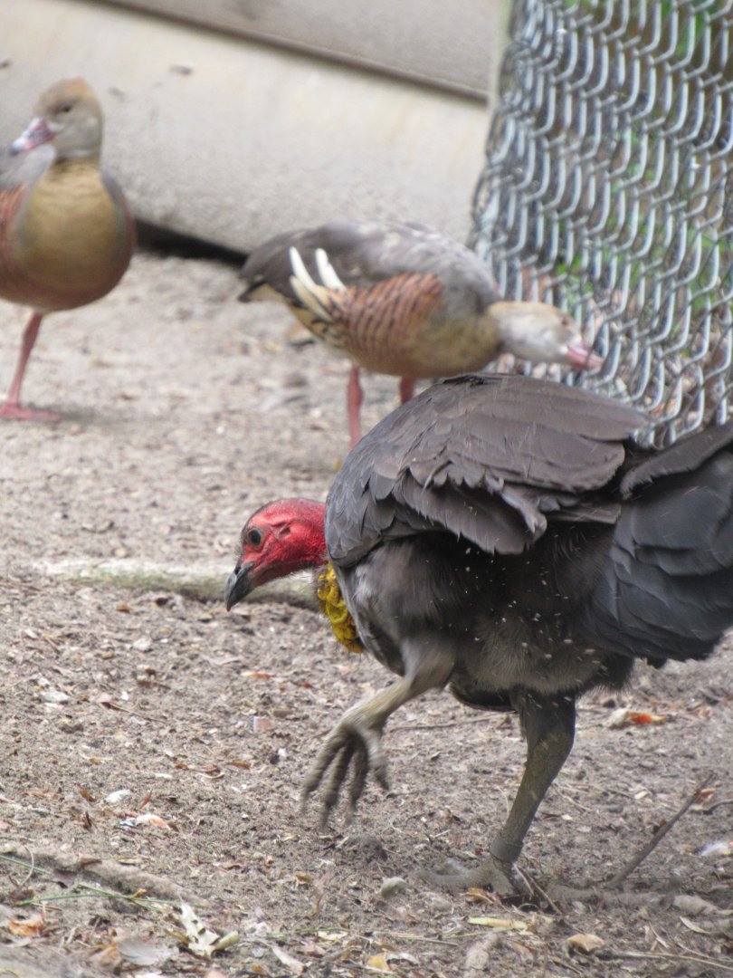 Australian brush-turkey at work
