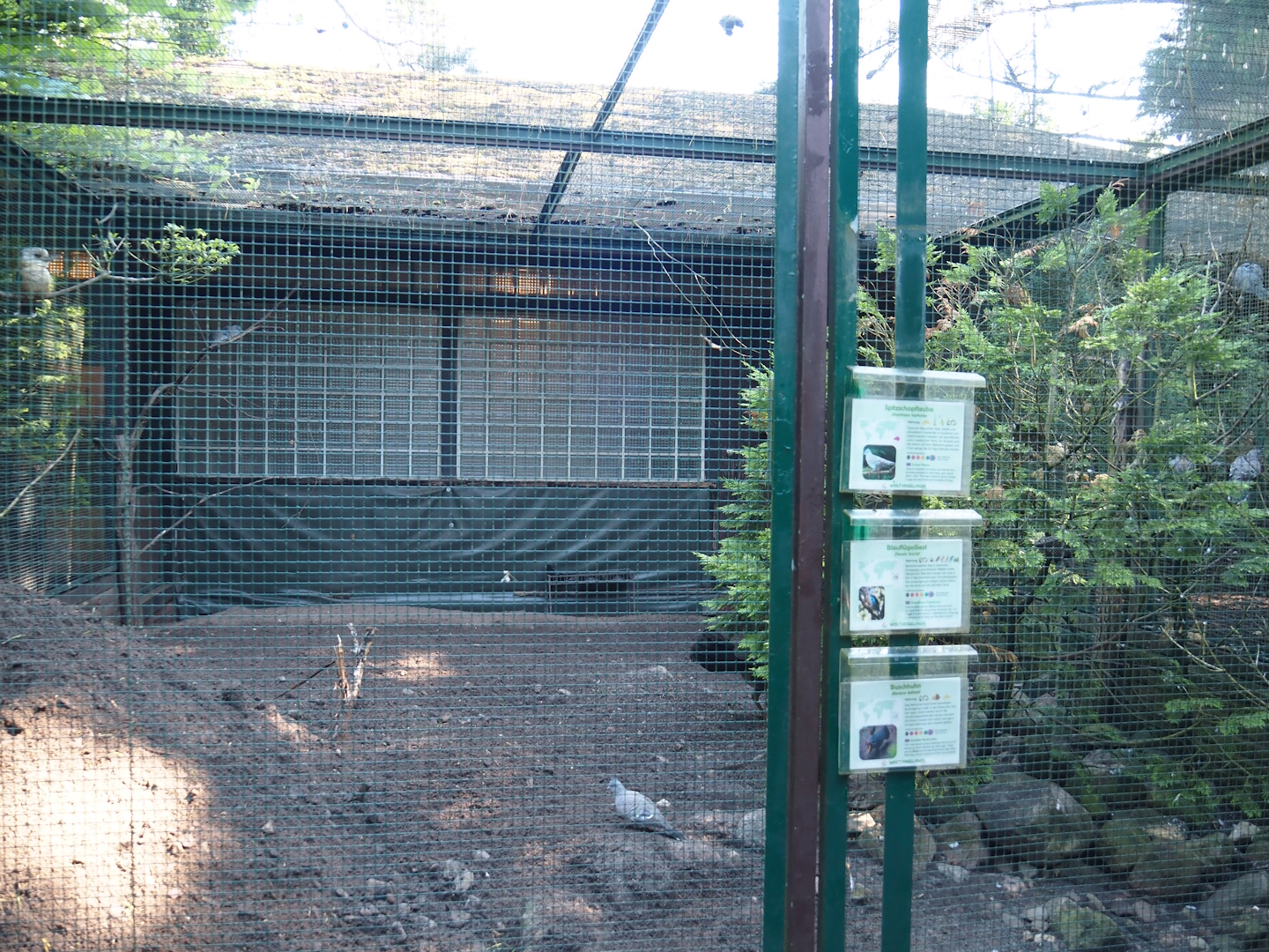 Australian brush turkey, Blue-winged kookaburra and Crested pigeon aviary, 2024-05-23