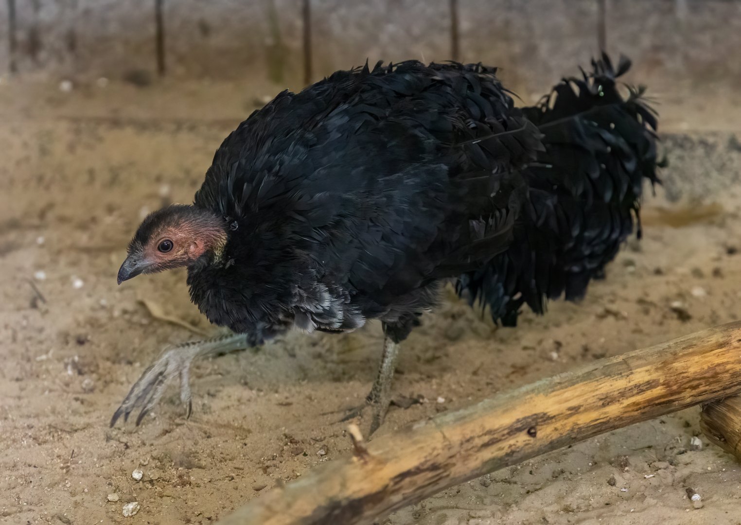 Australian Brush Turkey chick - Natural Incubation / Hamerton / 23-9-21