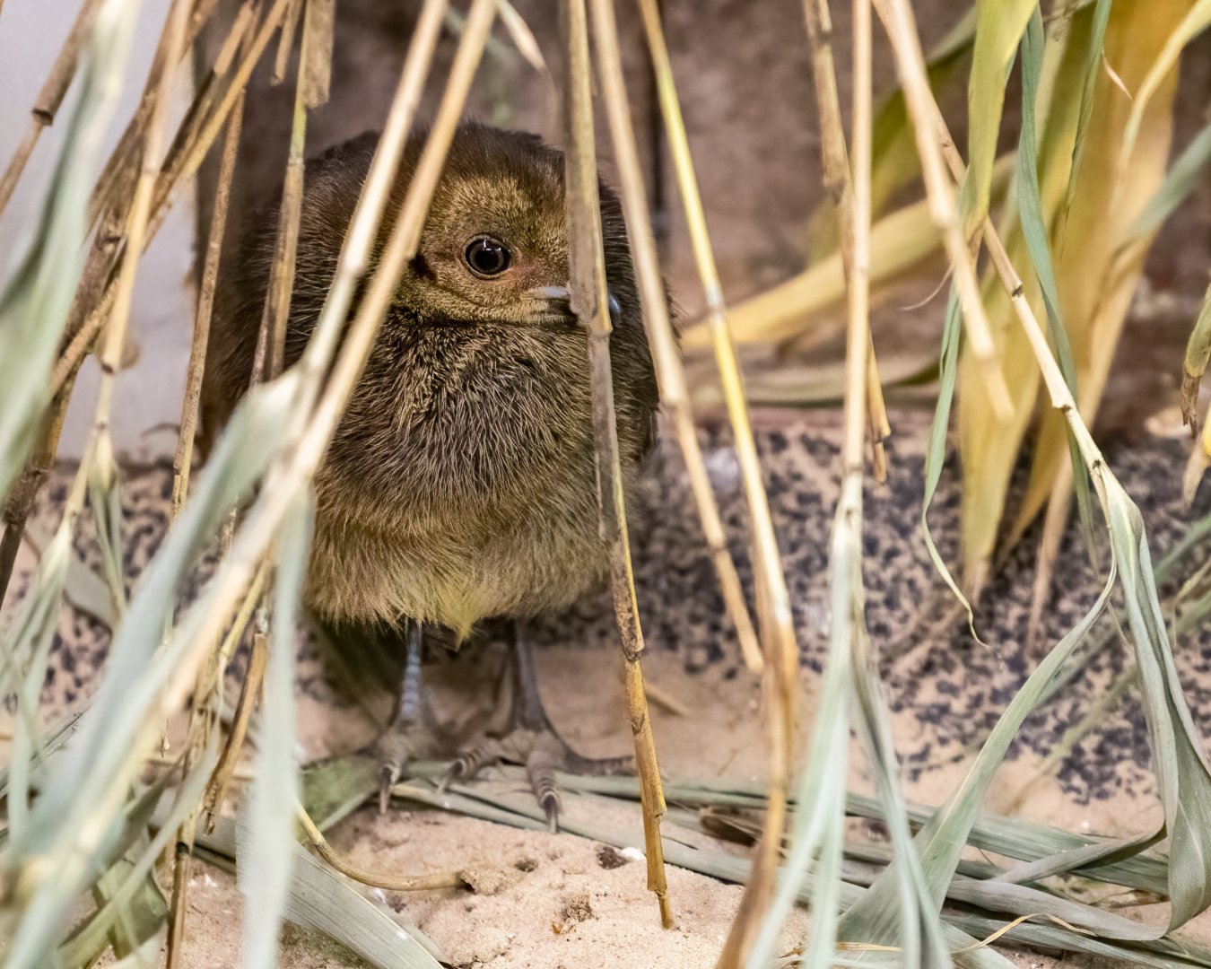 Australian Brush Turkey chick - Natural Incubation / Hamerton / 5-8-21