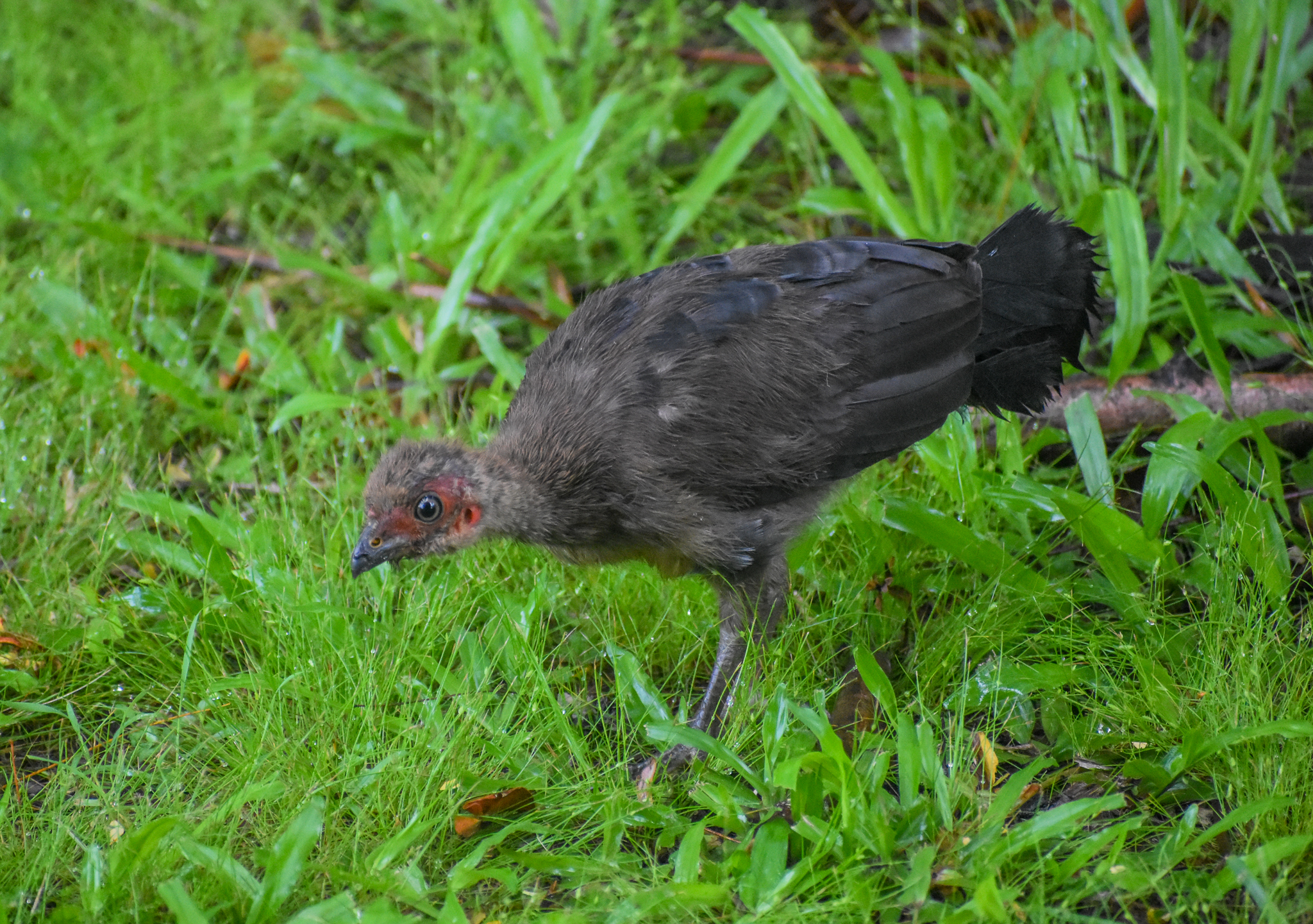 Australian Brush-Turkey chick