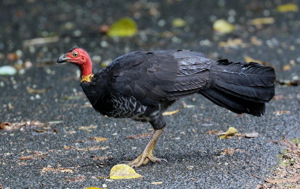 Australian Brush Turkey female