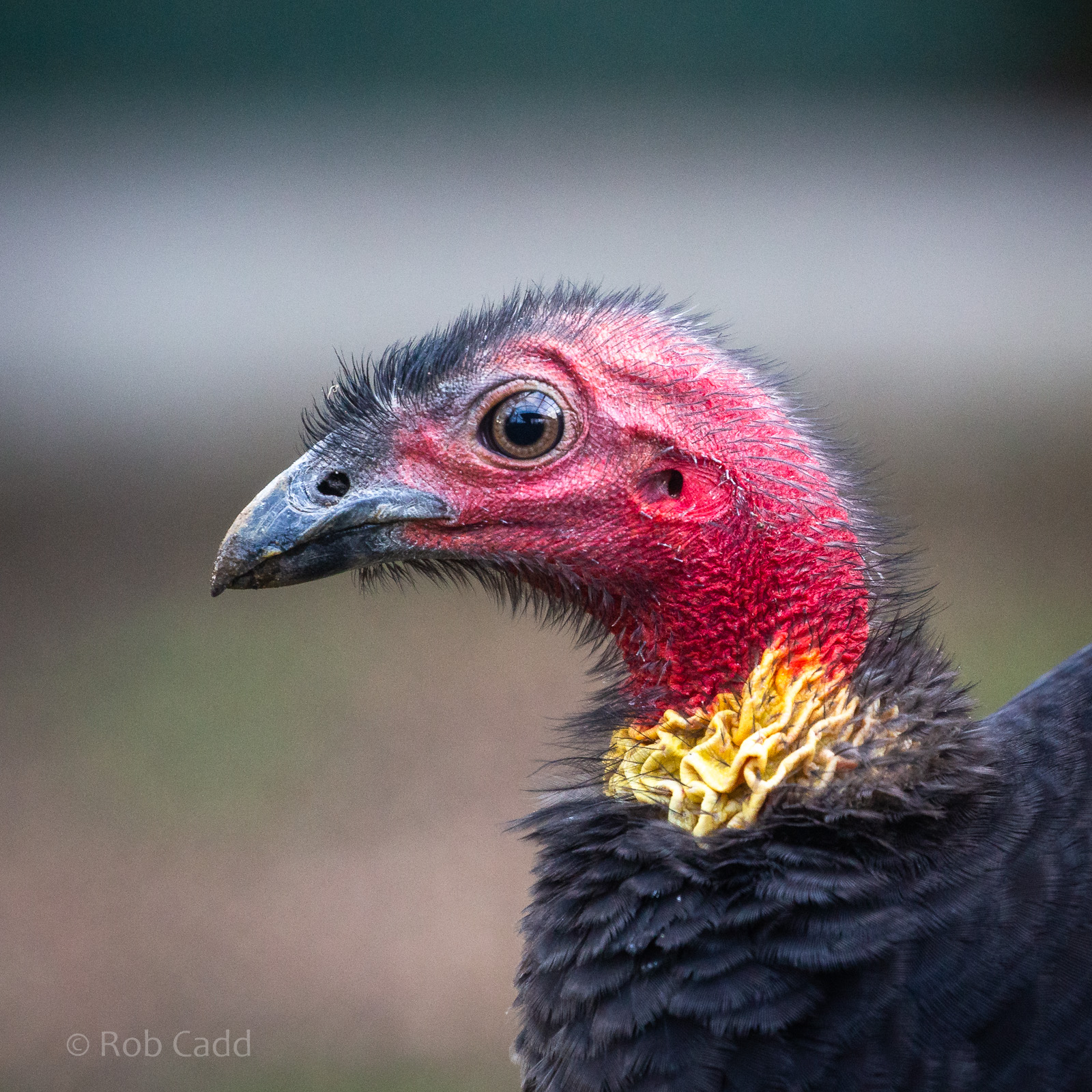 Australian brush-turkey : Hamerton : 02 Dec 2018