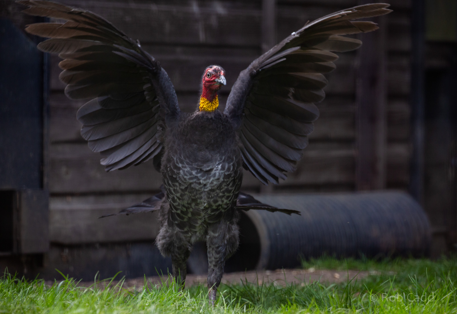Australian brush-turkey : Hamerton : 18 May 2018