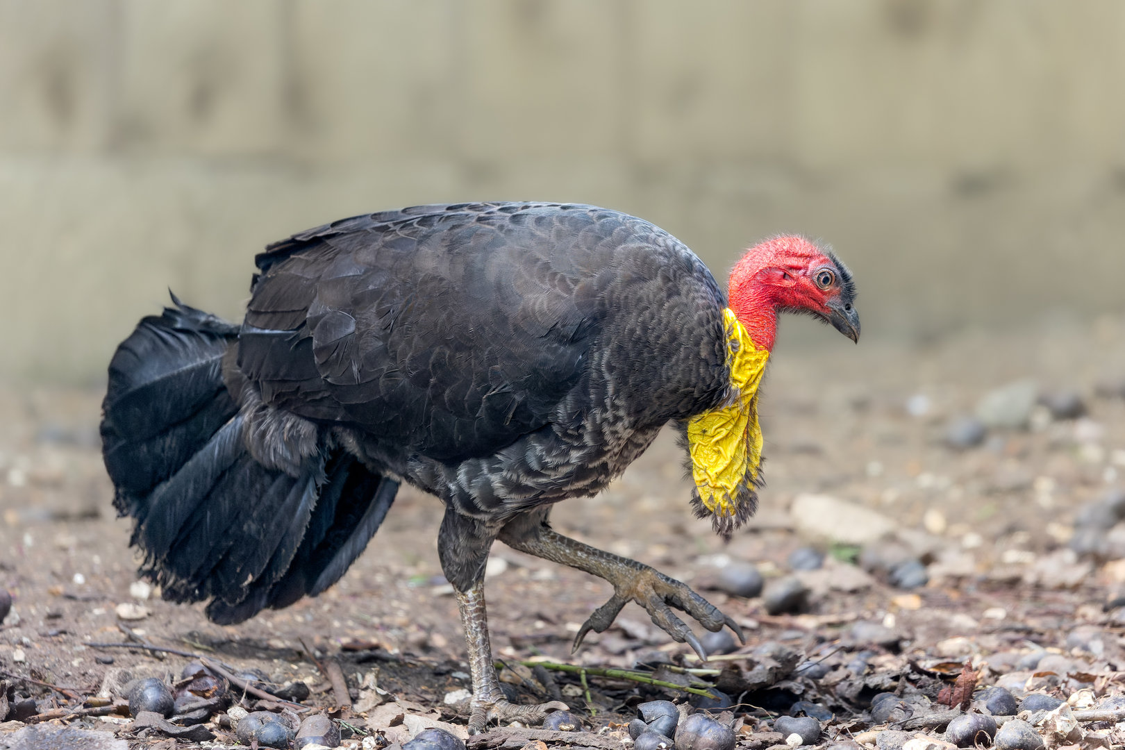 Australian Brush Turkey / Hamerton / 3-5-23