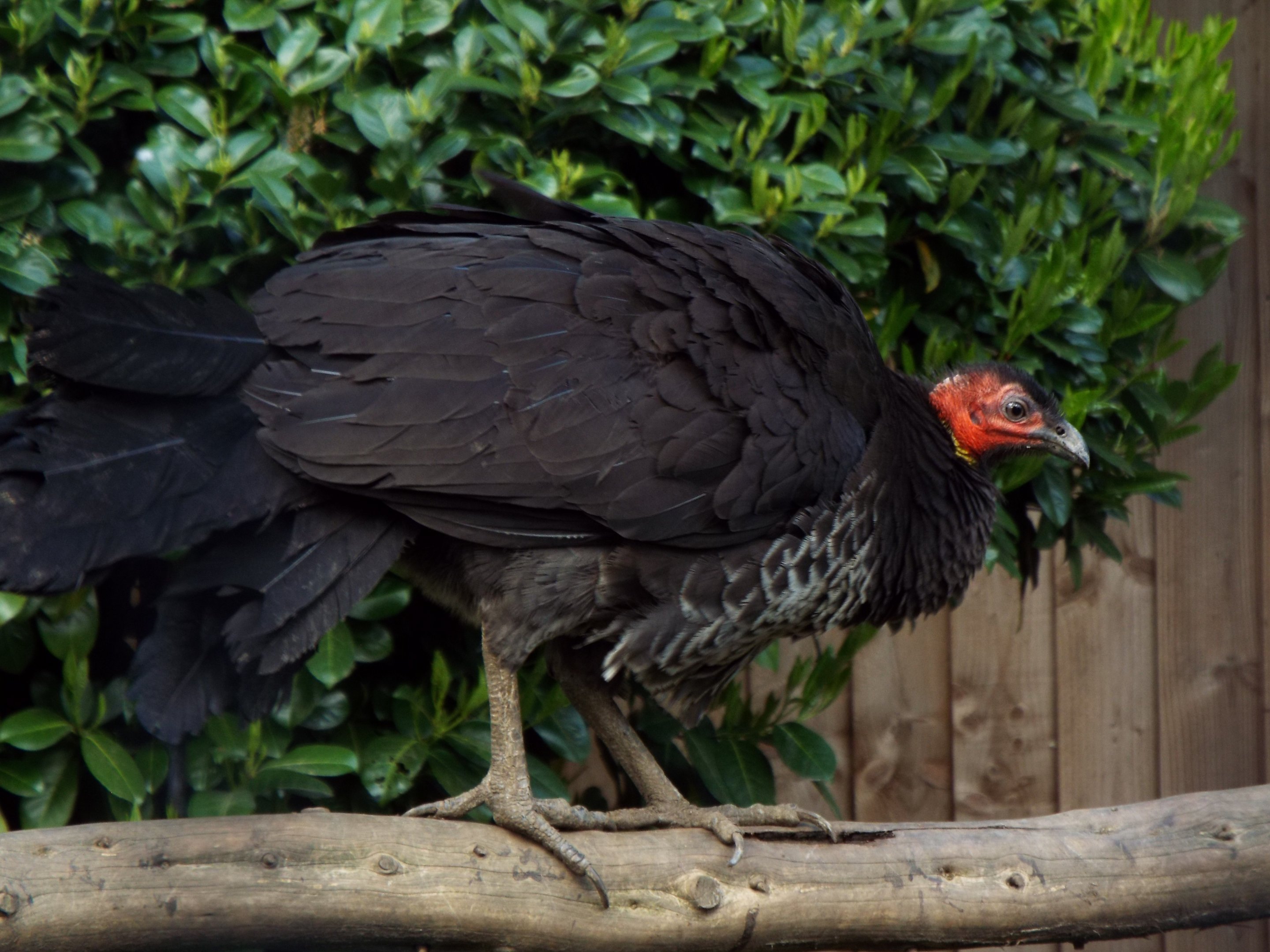 Australian brush turkey - Hamerton