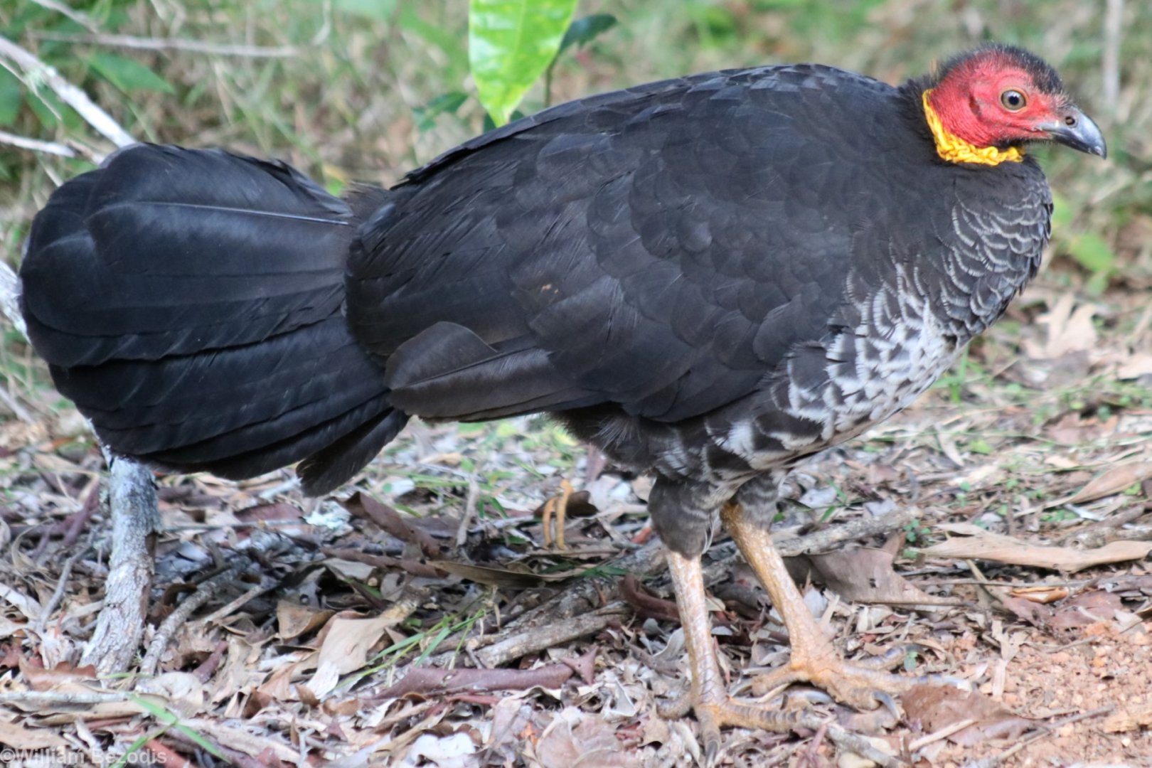 Australian Brush-turkey - Lake Eacham