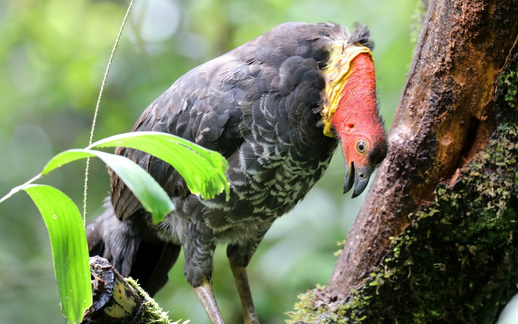 Australian Brush Turkey, male vocalising
