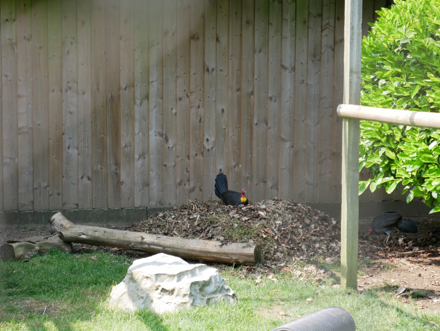 Australian Brush Turkey Nest