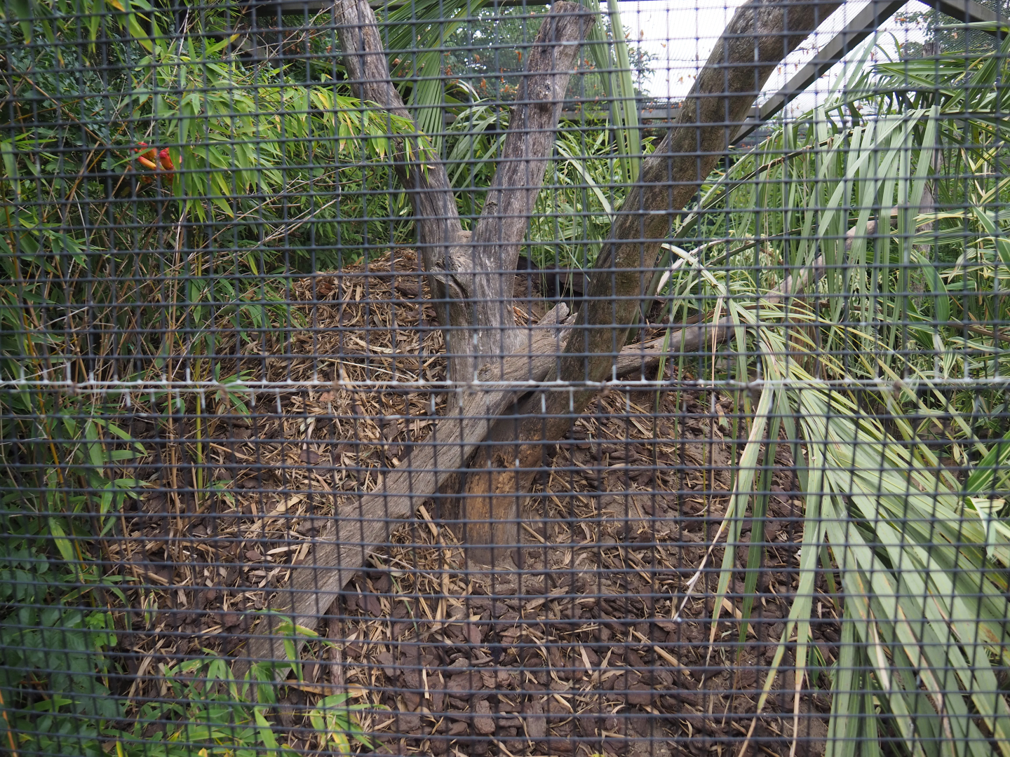 Australian brush-turkey nesting mound, 2020-09-03