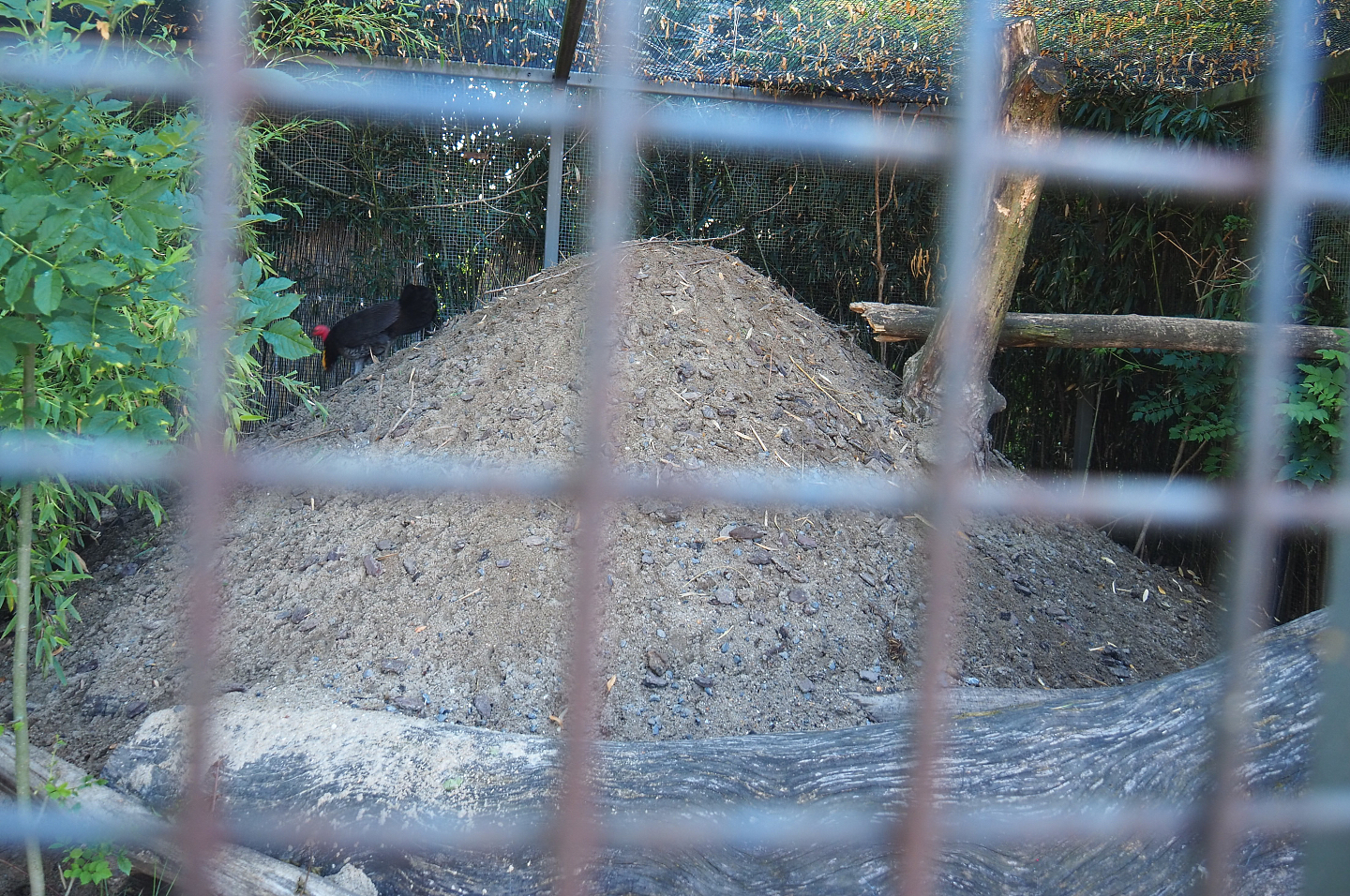 Australian brush turkey nesting mound, 2022-06-28