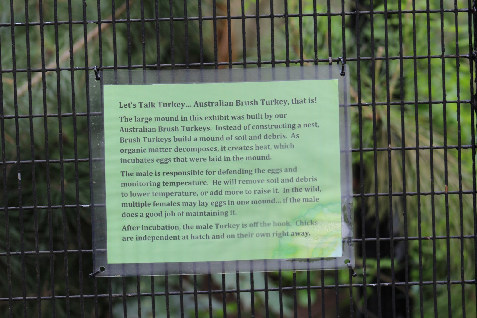 Australian Brush-Turkey Signage