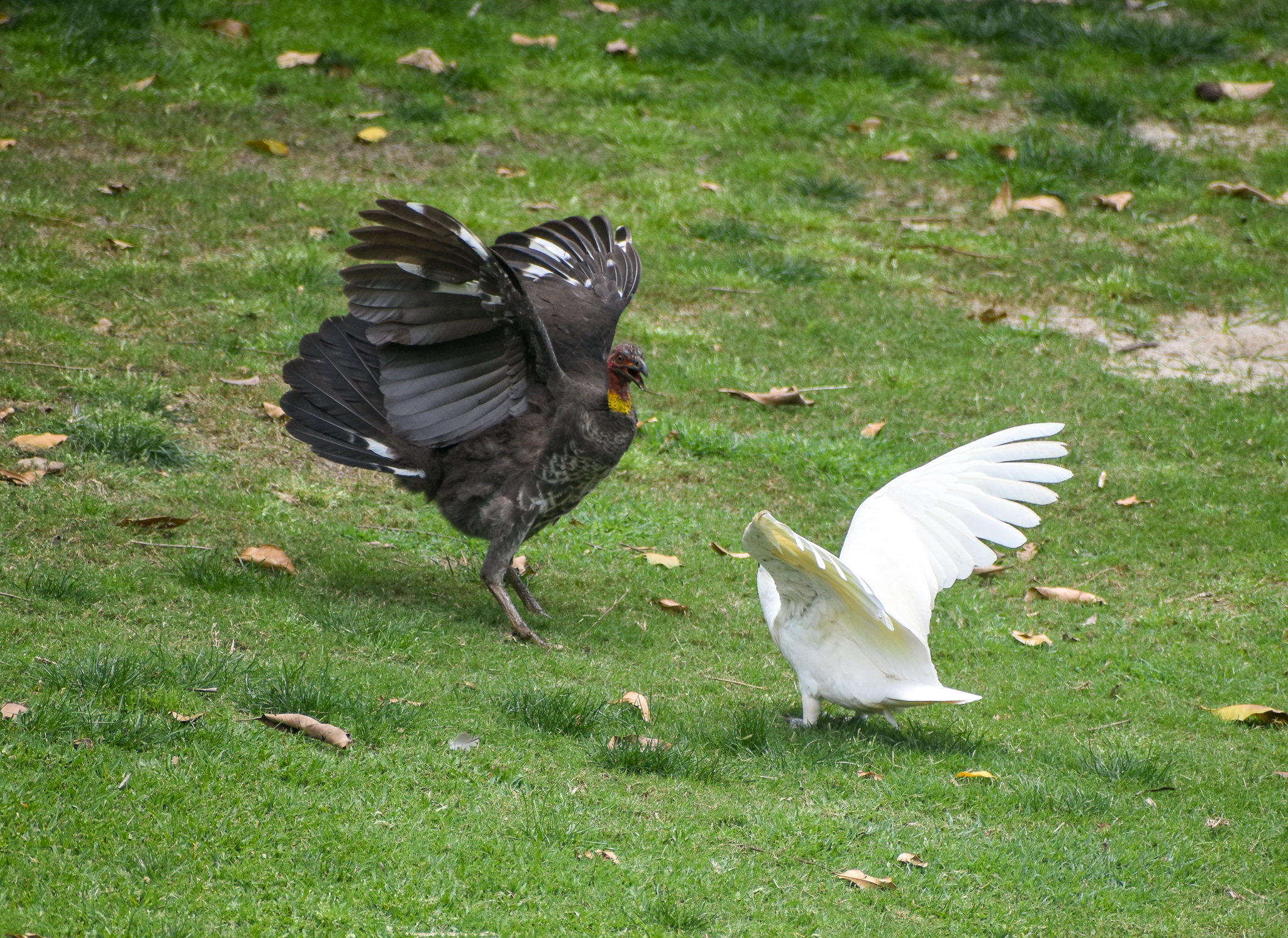 Australian Brush-Turkey vs. Sulphur-crested Cockatoo