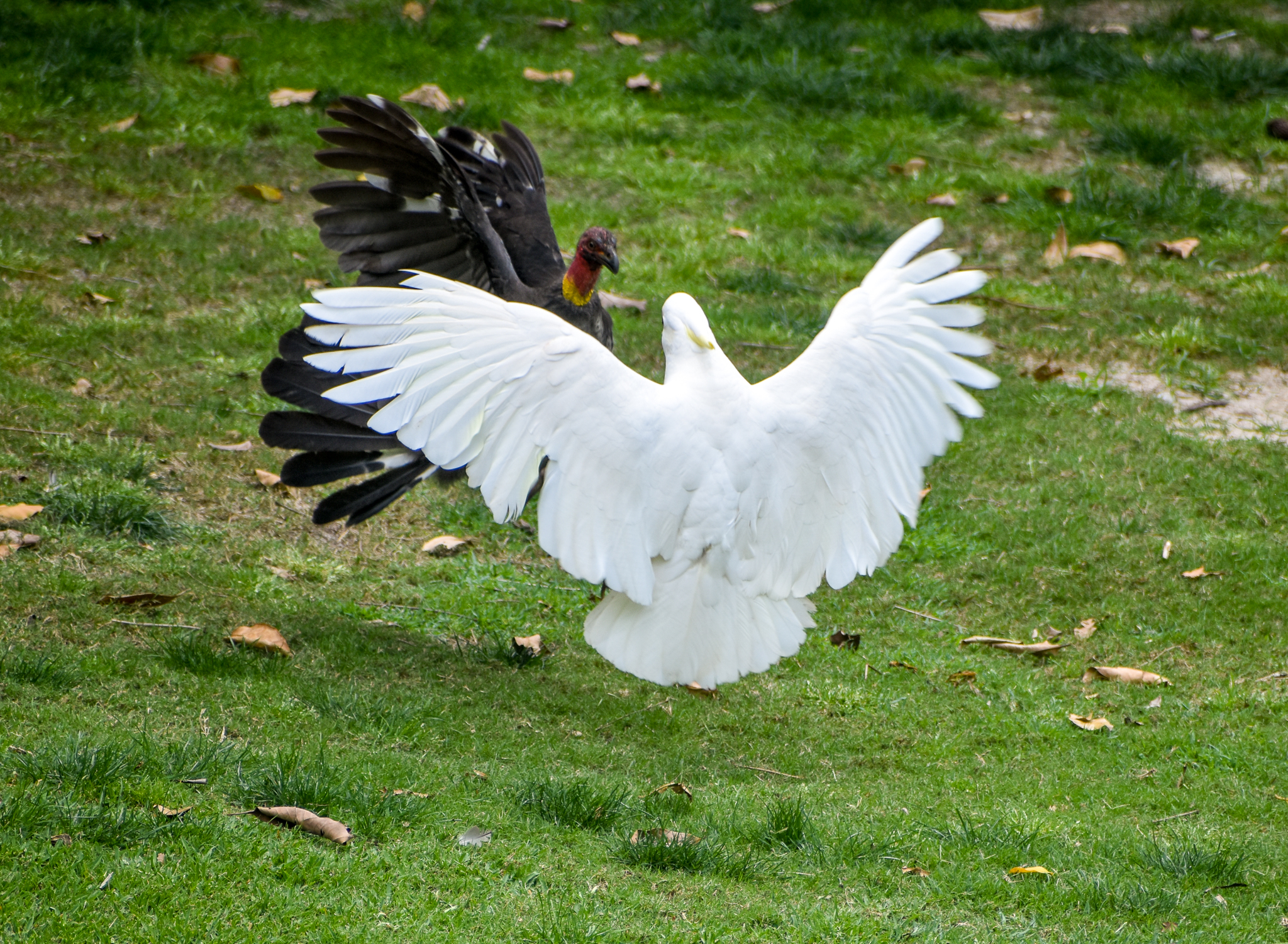 Australian Brush-Turkey vs. Sulphur-crested Cockatoo
