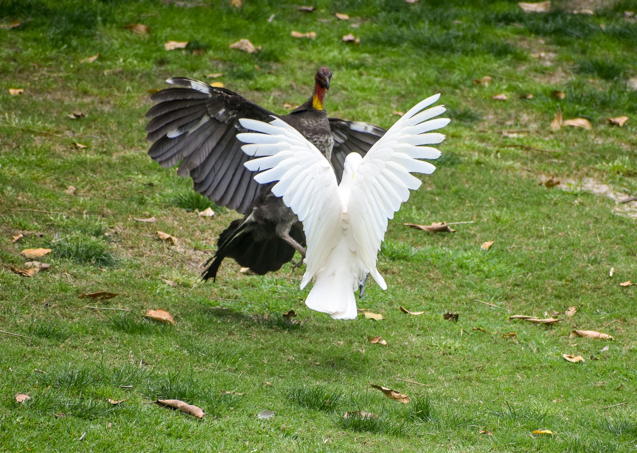 Australian Brush-Turkey vs. Sulphur-crested Cockatoo