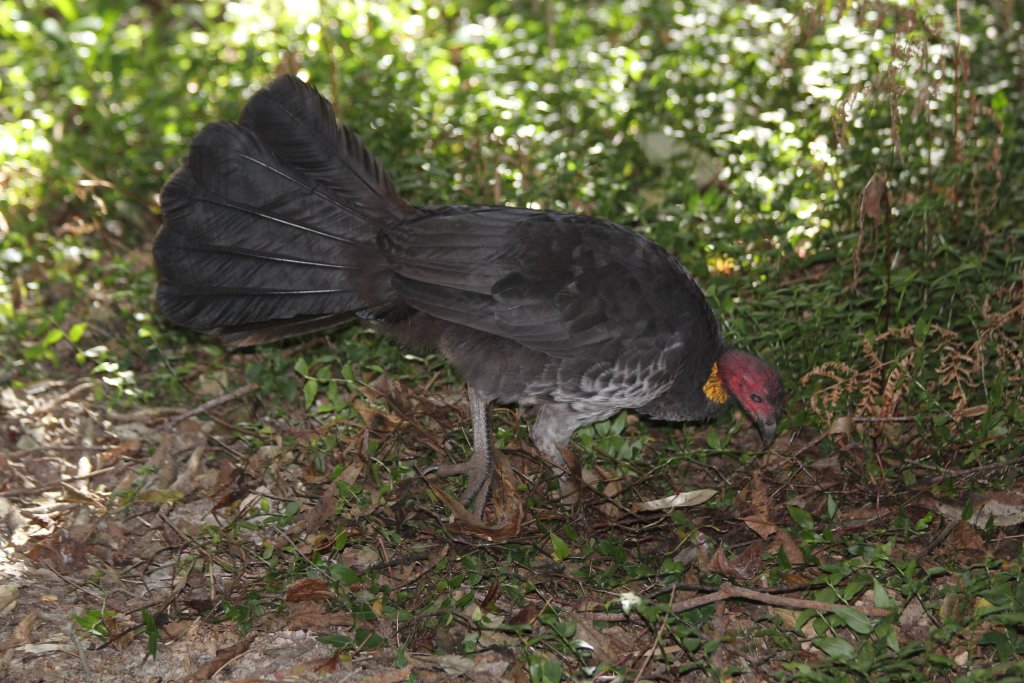 Australian Brush Turkey
