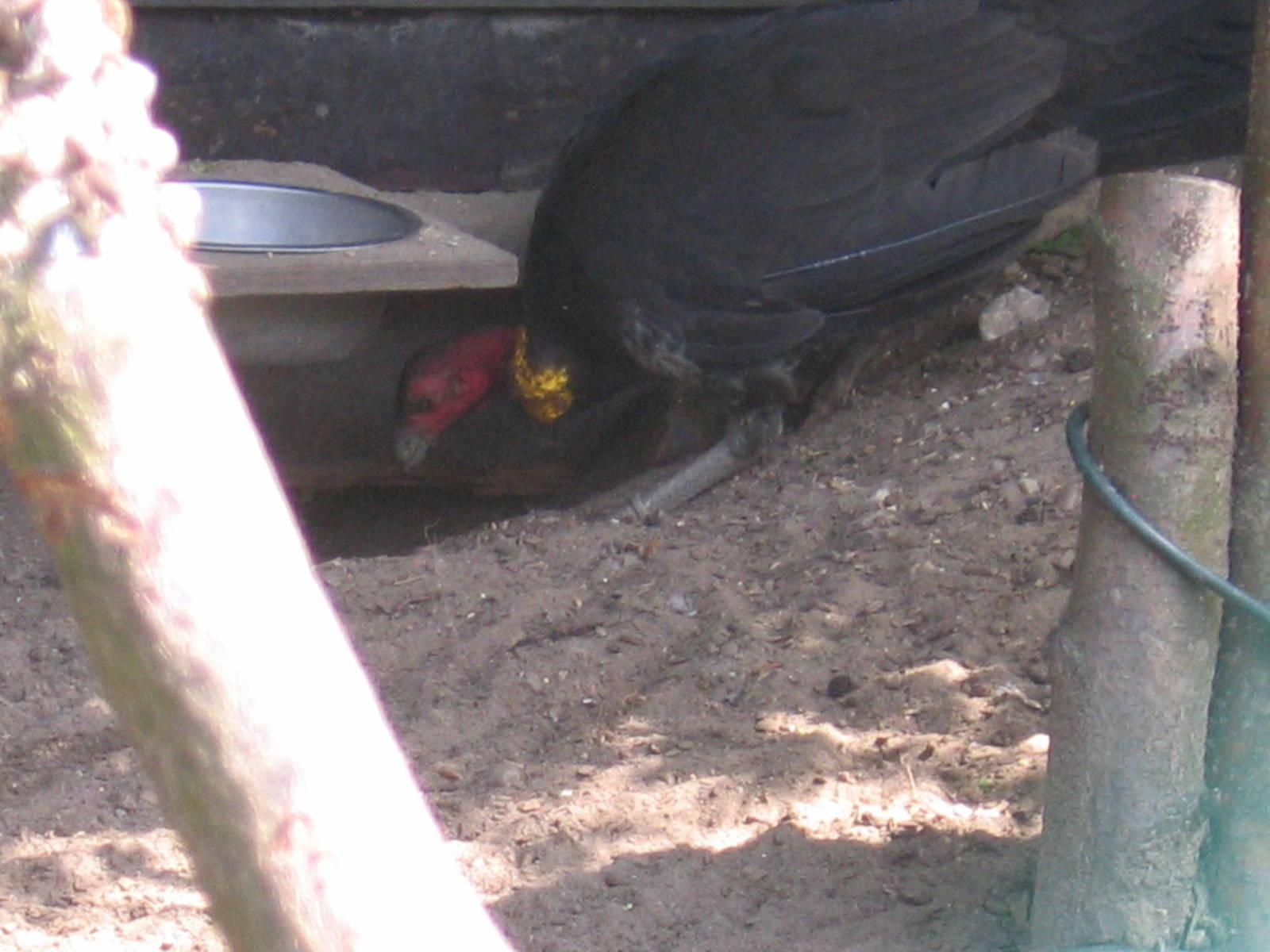 Australian Brush-turkey