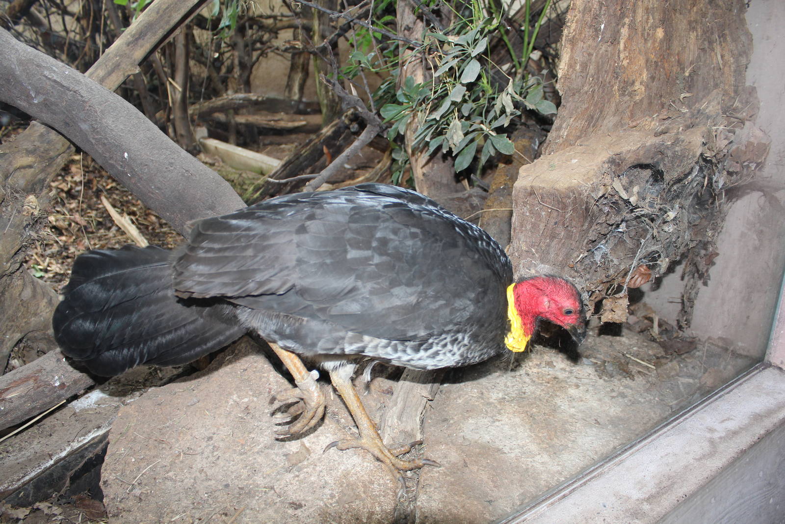 Australian Brush Turkey