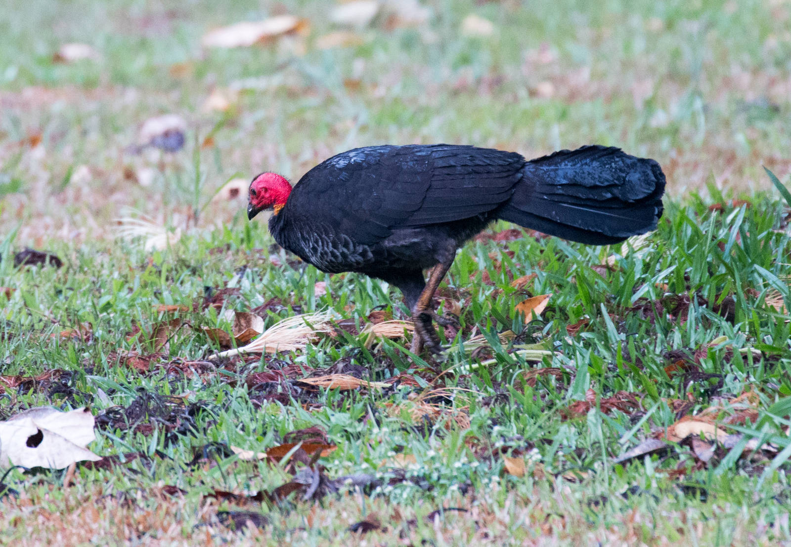 Australian Brush Turkey