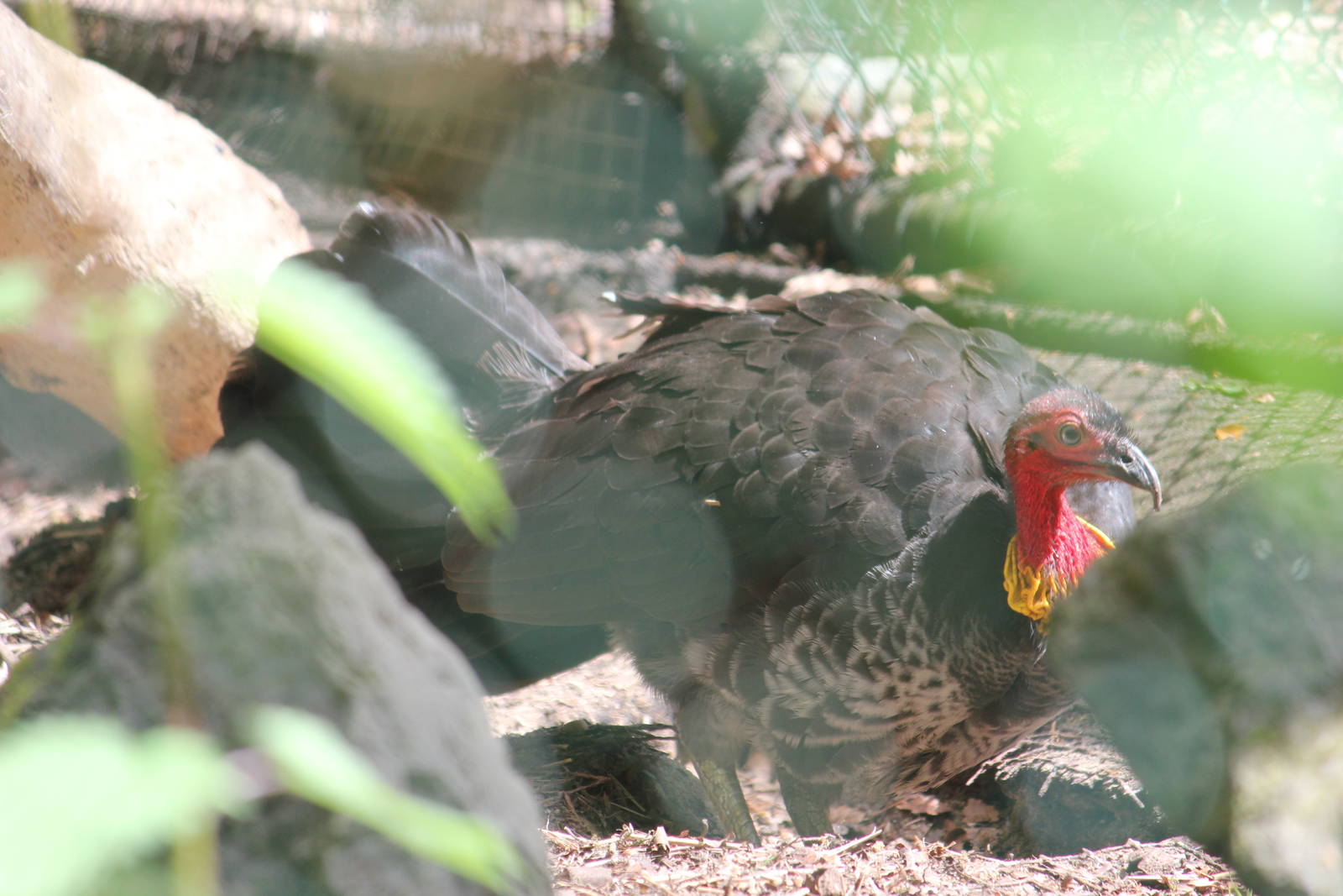 Australian brush-turkey