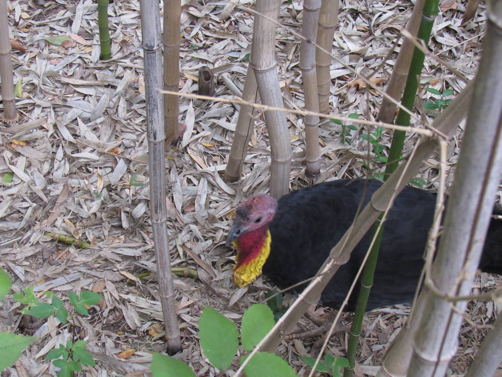 Australian Brush Turkey