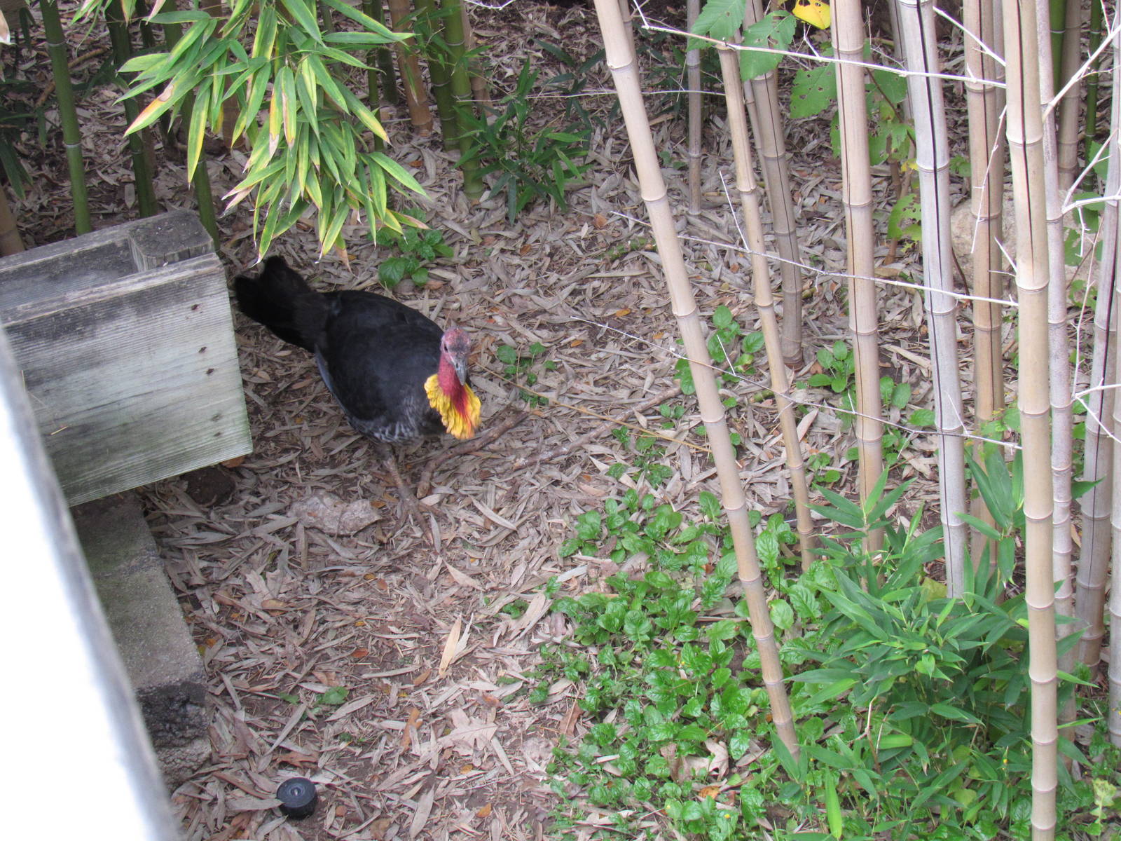 Australian Brush Turkey
