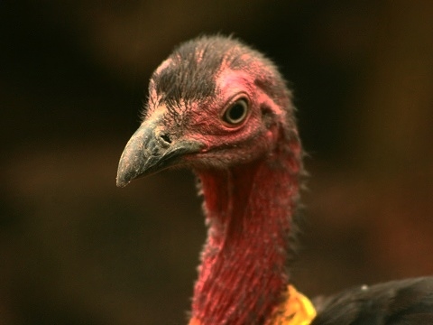Australian Brush-turkey